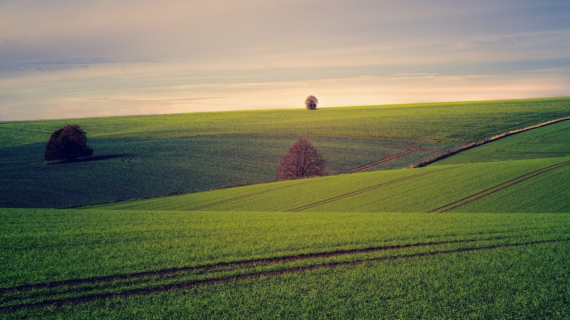 Campos verdes naturais